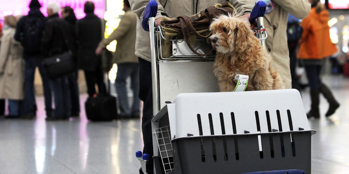 Air India Pet Policy