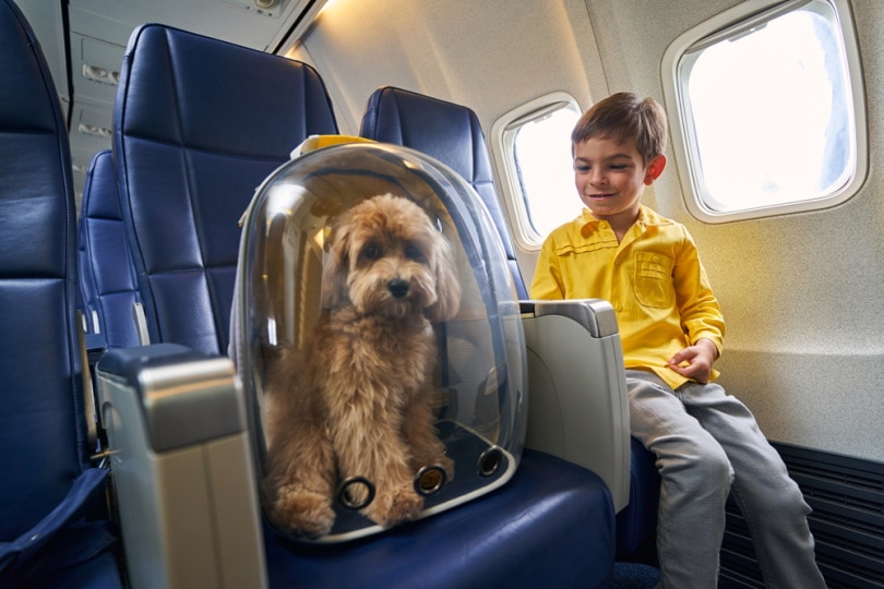 Check TAP Air Portugal Pets in Cabin Status