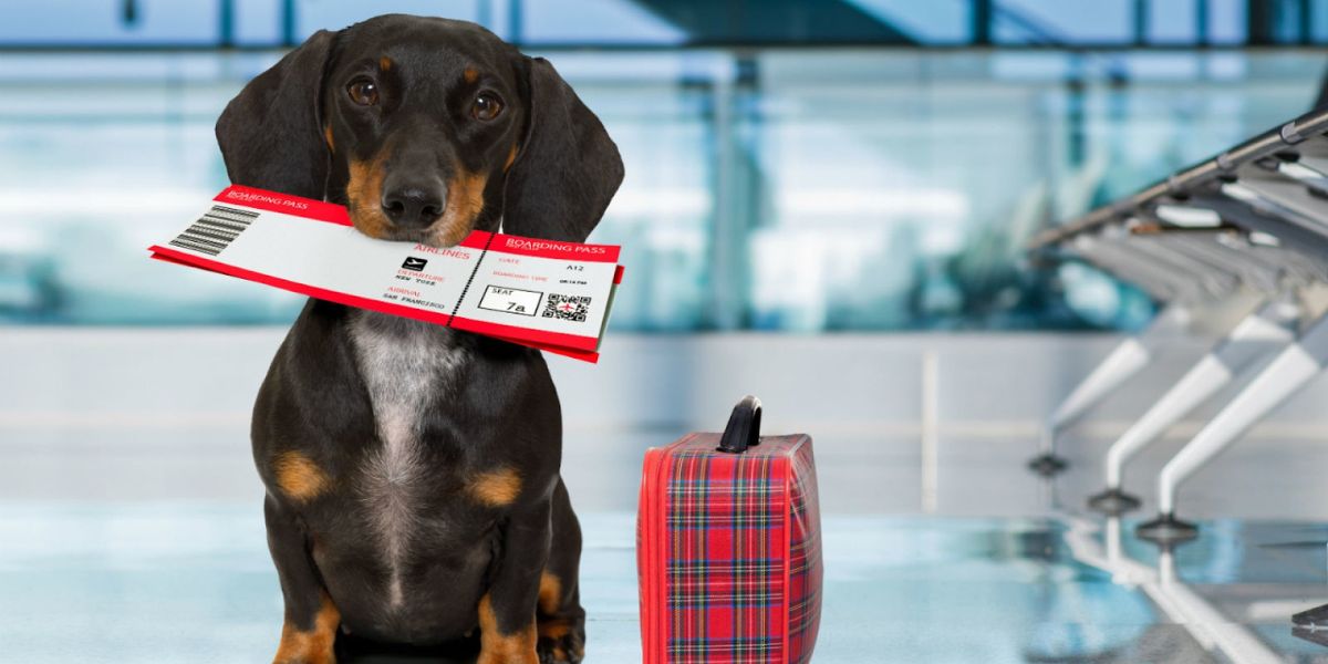 Finnair Pet Policy