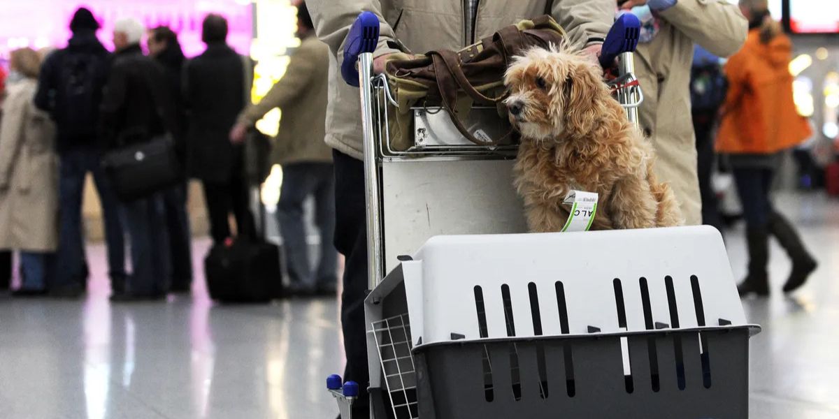 Turkish Airlines Pet Policy