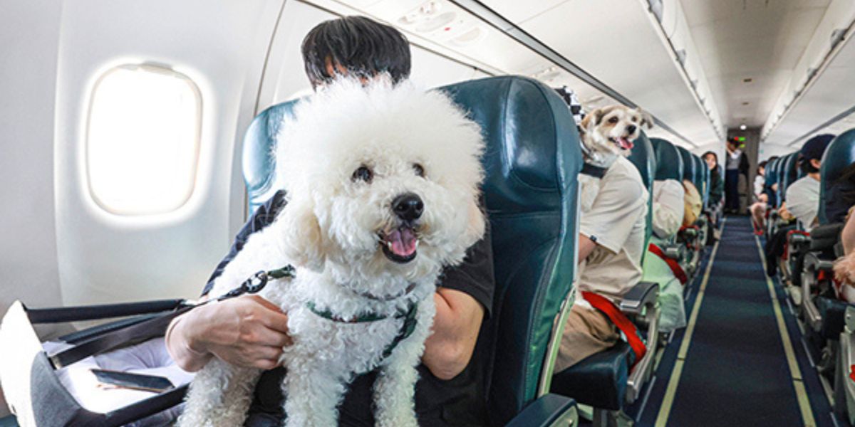 Breeze Airways Pet Policy