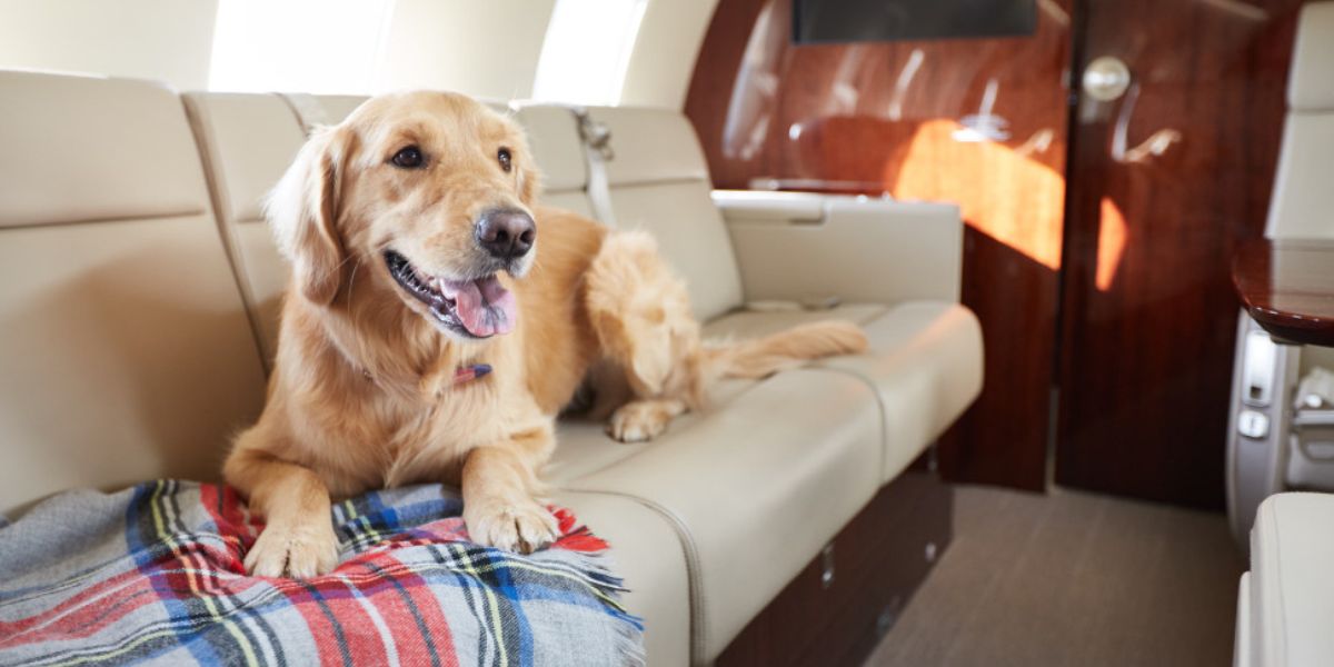 Alaska Airlines Pet Policy