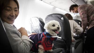 Check Delta Airlines Pet Travel Policy at Airport