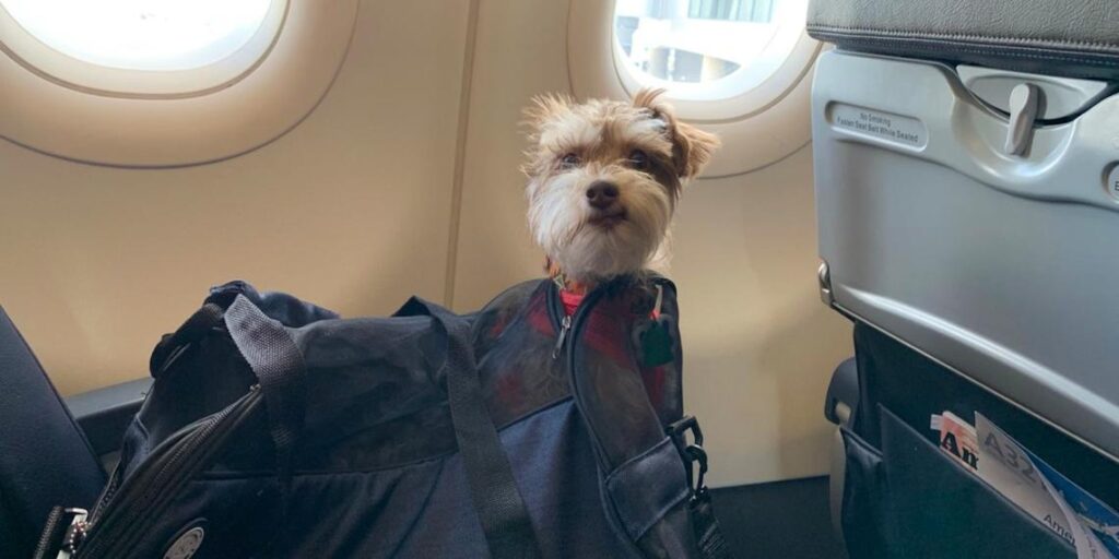 Manage Alaska Airlines Pet Reservations